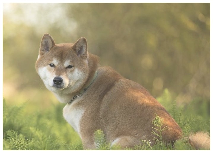 训犬学校秋田犬训练