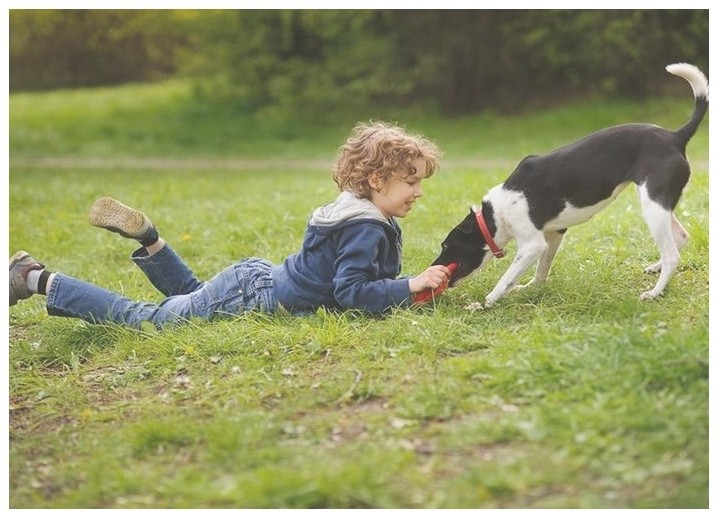 训犬学校训练斗牛犬