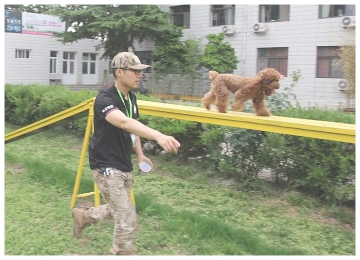 宠物训练班拉布拉多幼犬训练多久能够上厕所