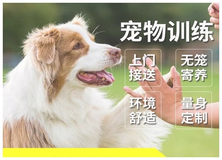 巴哥犬怎么训练大小便（斑点狗怎么训练大小便