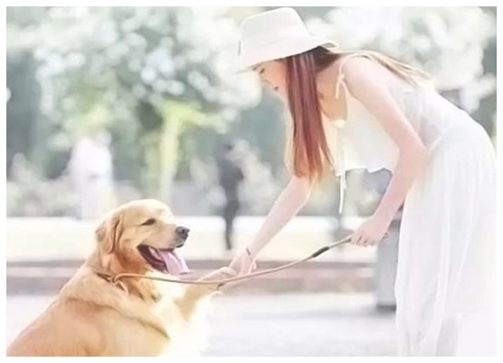 训犬中心狗狗上学有比必要吗