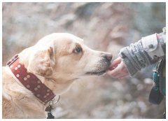 训犬中心狗狗上学有比必要吗