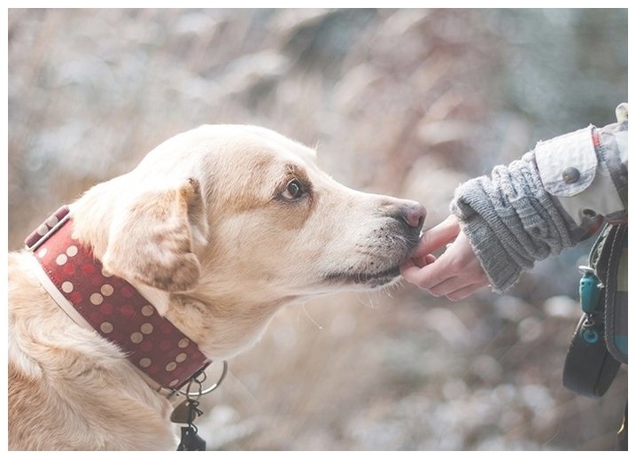 小型犬训练怎样教狗狗去厕所大小便