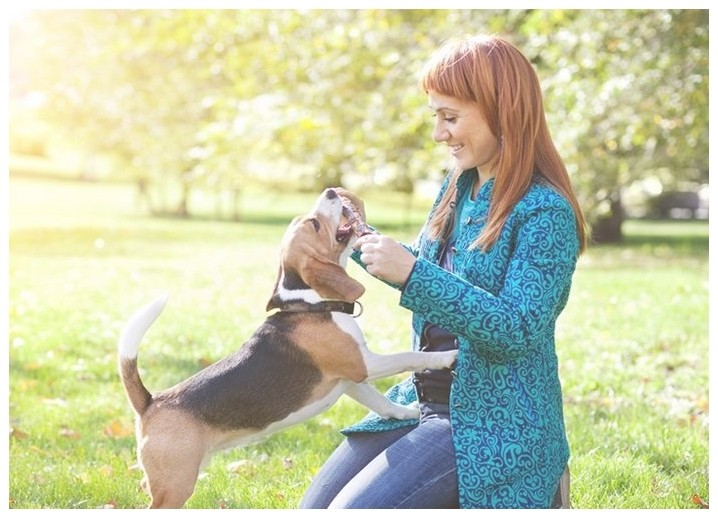 训练犬拉布拉多幼犬训练