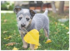 专业训犬机构宠物学院多少钱