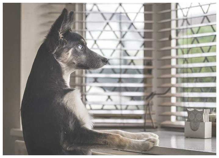 驯犬秋田狗训练