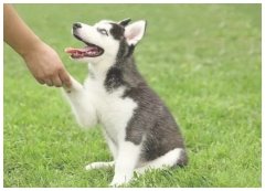 把狗狗送到训犬基地（比较好的训狗基地）