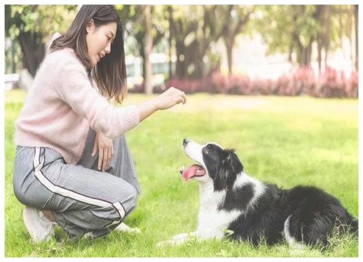 训犬学校训练斗牛犬