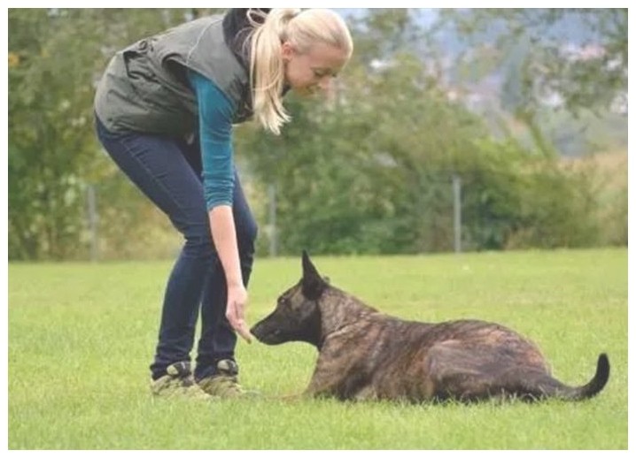 训练犬拉布拉多幼犬训练