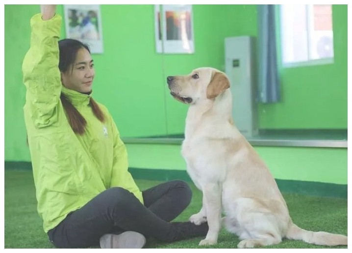 训犬班宠物犬训练多少钱