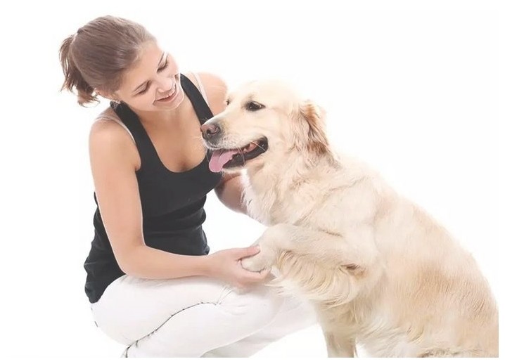 训犬学校训练斗牛犬