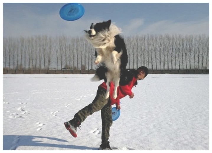 狗狗学习去哪里泰迪犬如何训练