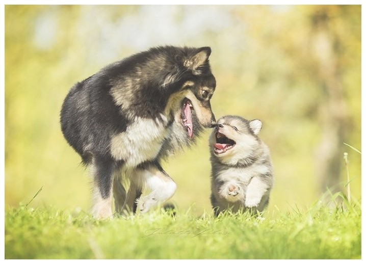 训犬怎么教狗狗大小便