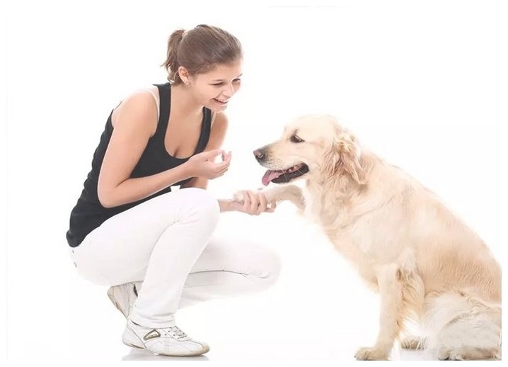 爱宠训犬学校（把狗狗送去训练学校好不好）