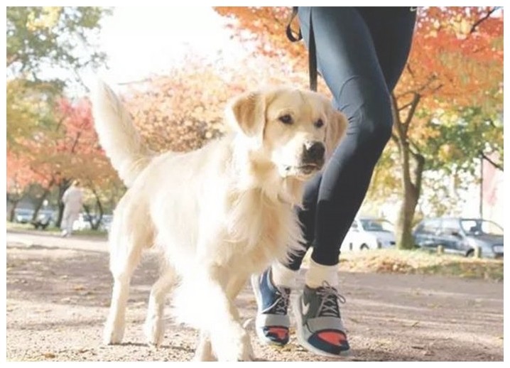 训犬中心狗狗上学有比必要吗
