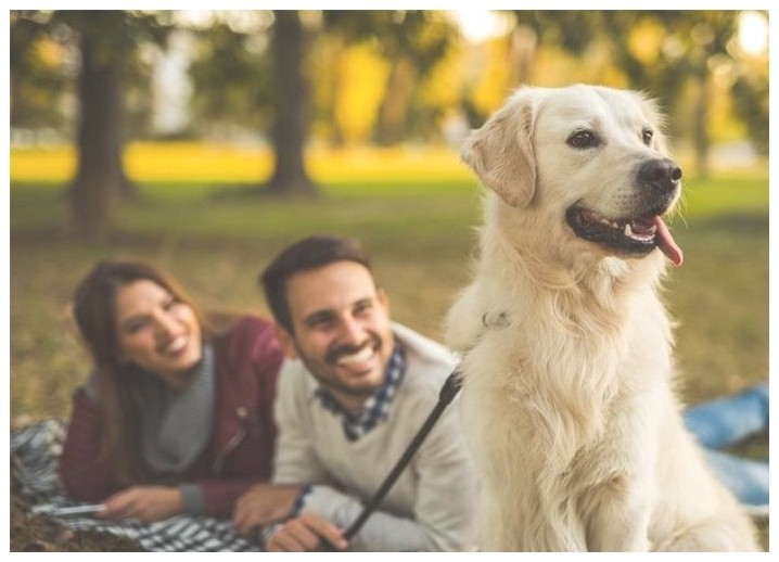 小狗训练公司怎么训练泰迪犬上厕所