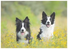 犬类培训怎么训练柴犬大小便