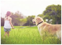 狗狗学习去哪里泰迪犬如何训练