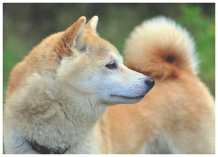 驯犬中心狗上学有必要吗