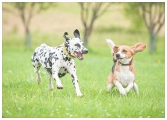 训犬班宠物犬训练多少钱