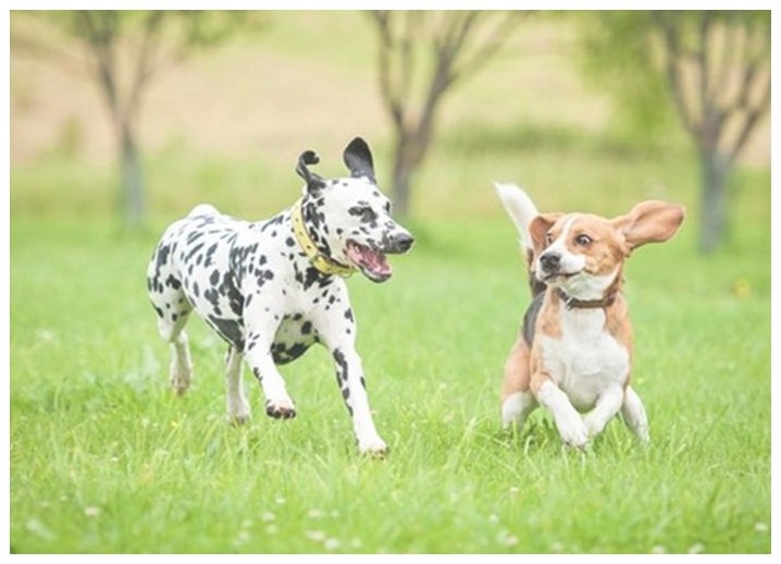 训犬课小狗多大可以训练